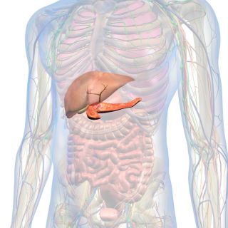 Acelera el metabolismo